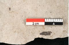 Foto (Detailansicht) von Glyptostrobus europaeus Brongniart (NHMW-GEO-2024-0188-6757)